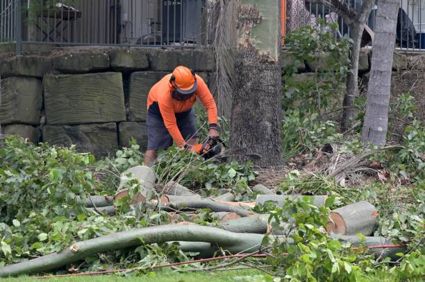 How Our Tree Care Process Works  in  Crooked River Ranch, OR